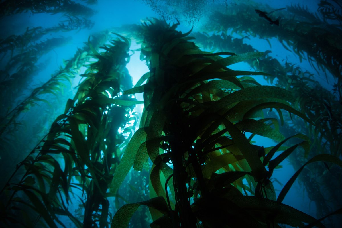 Los parques eólicos marinos podrían albergar granjas de algas comestibles